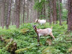 -硗碛藏寨·神木垒景区