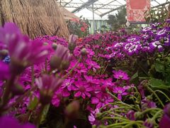 -石家庄市植物园