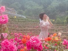 -密云玫瑰情园