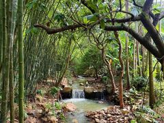 -深圳仙湖植物园