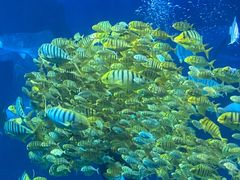 -太平洋海底世界