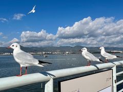 -海埂大坝