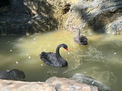 -燕塞湖鸟语林景区