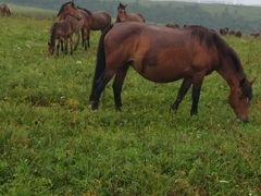 -塞罕坝国家级自然保护区