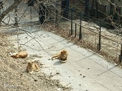 -大连森林动物园