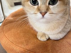 -柴迷FANS CLUB·柴犬狗咖·猫咖