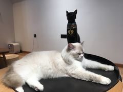 -瞄一喵猫咖(格力海岸店)