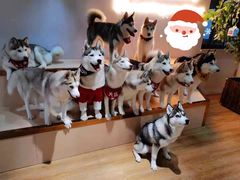 -Husky Go! 哈士奇体验馆·宠物咖啡厅狗咖