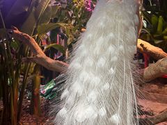 -正佳雨林生态植物园