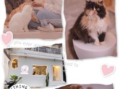 -More Fun猫咖 二十只万元加菲主题