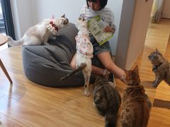 -啵啵喵·猫咖(攀华国际店)