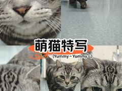 -瑞派天使宠物医院·神经外科·骨科·核磁CT(洛川中路店)