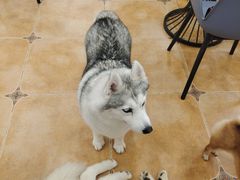 -Let's go狗咖·猫咖·奶狗·桌游(春熙路IFS店)