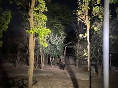 -清迈夜间动物园