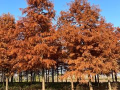 -春花秋色城市公园