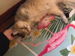 -Meowの猫咖(万家丽店)