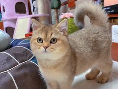 -猫大福·Fortune Cat猫舍(百子湾店)