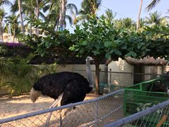 -三亚亚龙湾天域度假酒店
