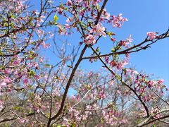 -天适樱花悠乐园