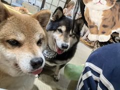 -逗柴咖啡屋·狗咖猫咖宠物桌游