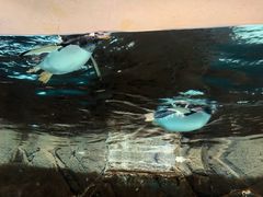 -成都浩海立方海洋公园