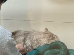 -悠尼宠物·独立低压伊珊娜洗护·美容·寄养(兰谷路店)