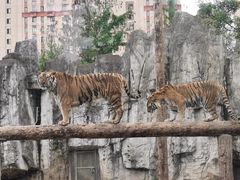 -上海野生动物园