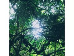 -呀诺达热带雨林