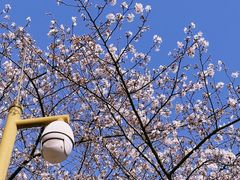 -西北湖绿化广场