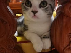-lincat·猫舍(广州店)