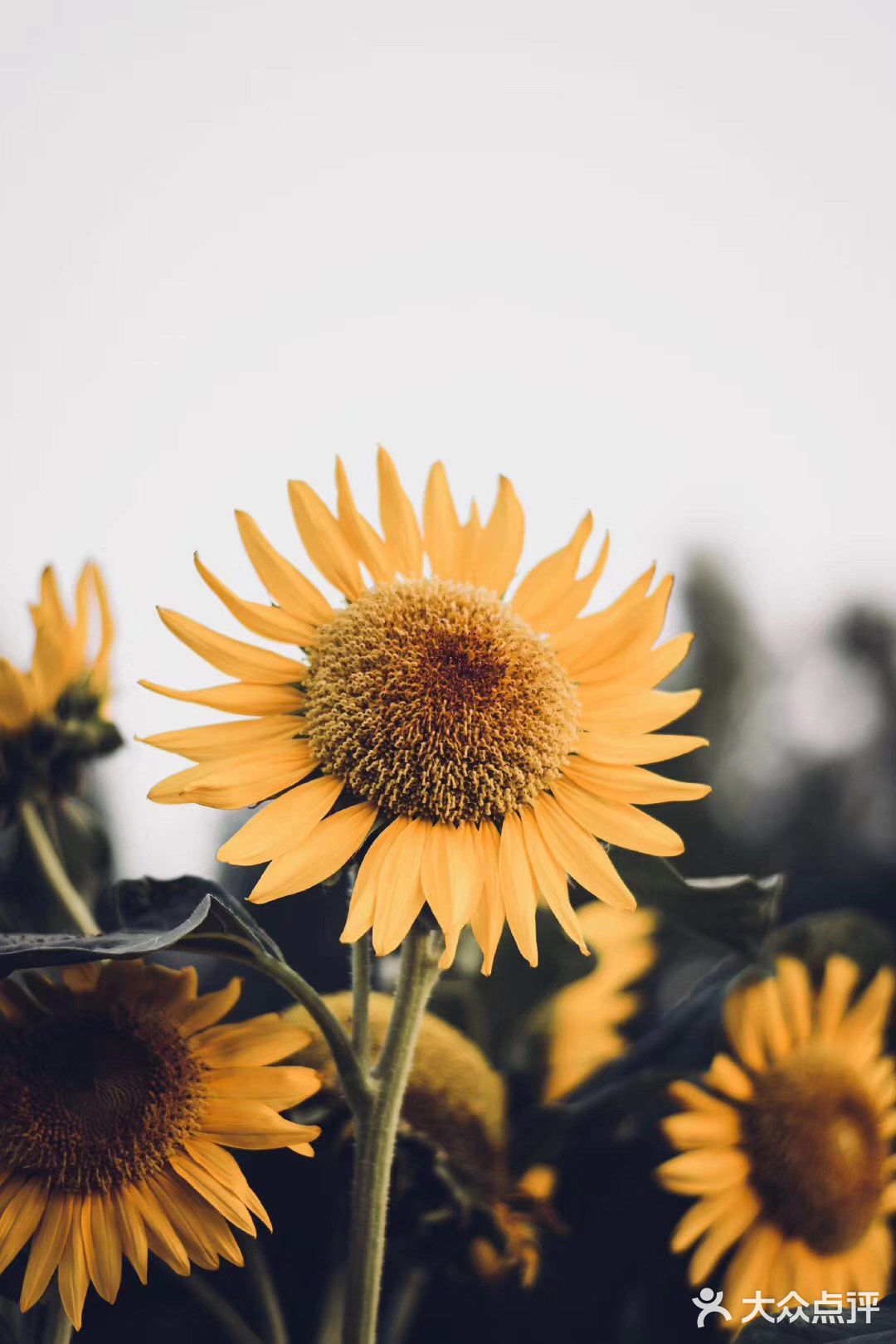 向日葵🌻