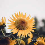 向日葵🌻