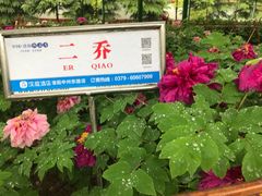 -神州牡丹园