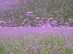 -石井坡(地铁站)