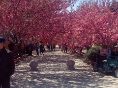 -莱阳濯村樱花园