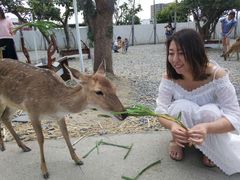-鹿境梅花鹿生态园区