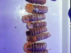 -奔海甄选·活鲜刺身铁板烧自助(太原里店)