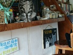 -海边的猫和咖啡馆