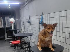 -PETKIT小佩宠物(古北店)