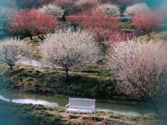 -花开海上生态园