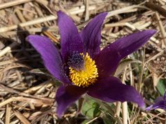 -大觉寺-停车场