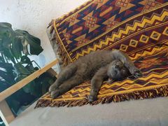 -喵屿·大理花园猫咖