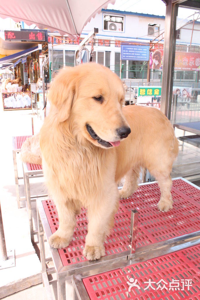 通州梨园狗市金毛图片 - 第85张