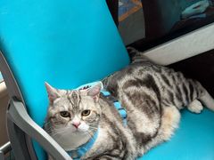 -帕帕拉兹宠物(亚洲旗舰店)