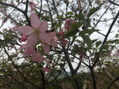 -天适樱花悠乐园