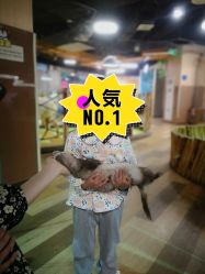 -七巧国萌宠乐园(龙湖天街店)