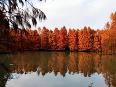 -上海海湾国家森林公园