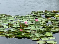 -眉山湿地公园(东坡区)