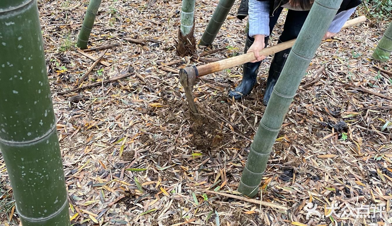 地理位置： 宜兴  约着去朋友家挖笋