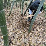 地理位置： 宜兴  约着去朋友家挖笋